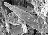 diatomite